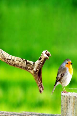 Tải Hình nền Động vật đẹp và dễ thương cho Android Tải Hình nền Động vật đẹp và dễ thương cho Android