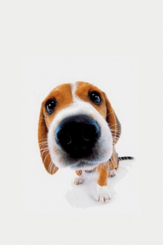 Tải Hình nền Động vật đẹp và dễ thương cho Android Tải Hình nền Động vật đẹp và dễ thương cho Android